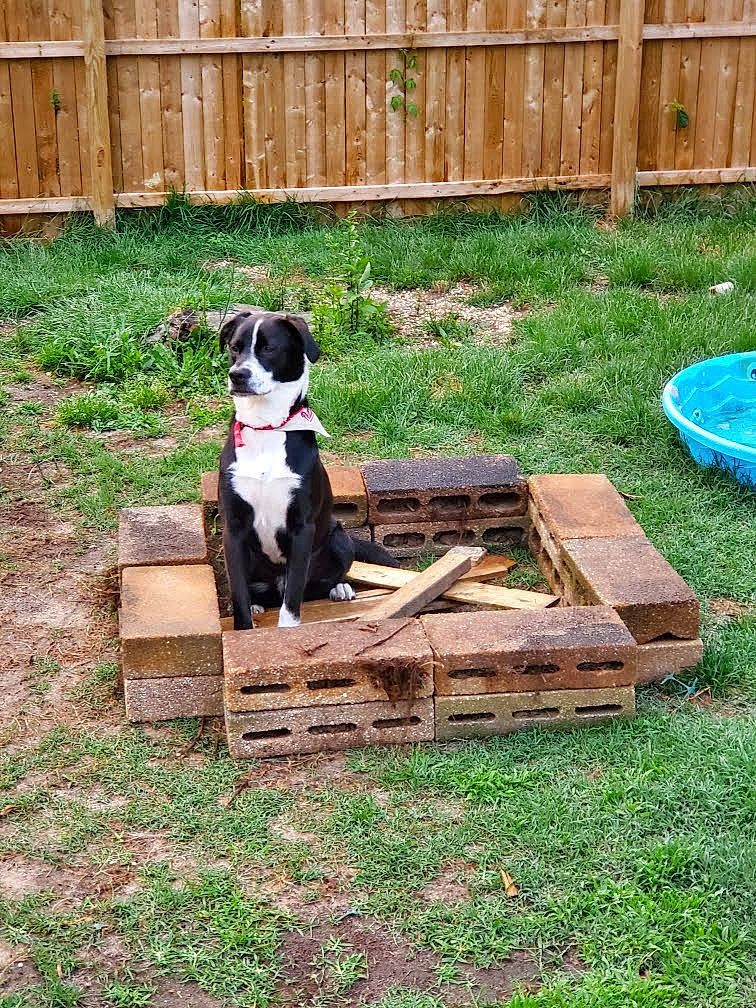 Atlas joined the competition — help win amazing prizes! backyard, carnivore, companion_dog, dog, dog_breed, dog_supply, fence, garden, grass, groundcover, gun_dog, herb, herding_dog, home_fencing, plant, soil, sporting_group, wood, working_animal, yard