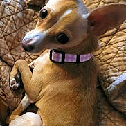 Lilly joined the competition — help win amazing prizes! animal, blanket, brown_dog, collar, companion, cozy, curled_up, cute, dog, domestic_animal, ears, fur, indoor, looking_up, pet, pink_collar, quilted_blanket, relaxed, resting, small_dog