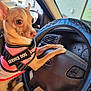 Lilly is registered to the contest to win money with this photo: alert, animal, brown_dog, car_interior, closeup, cute, dog, driver_seat, ears, face, paws, pet, pet_accessory, pink_harness, seat, service_dog, small_dog, steering_wheel, vehicle, window