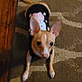 animal, attentive, black_outfit, brown, canine, carpet, closeup, clothing, companion, cute, dog, ears, floor, indoor, pet, small_dog, standing, tan, white_markings, wood_floor