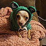 Jaxson is registered to the contest to win money with this photo: animal, blanket, couch, cozy, cute, dog, eyes, face, frog_costume, fur, green, hoodie, indoor, paws, pet, pink, resting, small_dog, soft, texture