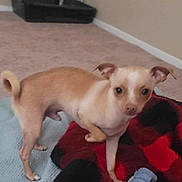 Jaxson joined the competition — help win amazing prizes! animal, black_blanket, blanket, carpet, curious, dog, ears, face, floor, fur, home, indoor, paw, pet, red_blanket, room, small_dog, standing, tan_dog, white_dog