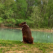 Harley Ray joined the competition — help win amazing prizes! australian_shepherd, back_view, bank, brown_dog, canine, companion, dog, foliage, forest, grass, nature, outdoor, peaceful, pond, portrait, reflection, scenic, sitting, trees, water