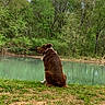 australian_shepherd, back_view, bank, brown_dog, canine, companion, dog, foliage, forest, grass, nature, outdoor, peaceful, pond, portrait, reflection, scenic, sitting, trees, water