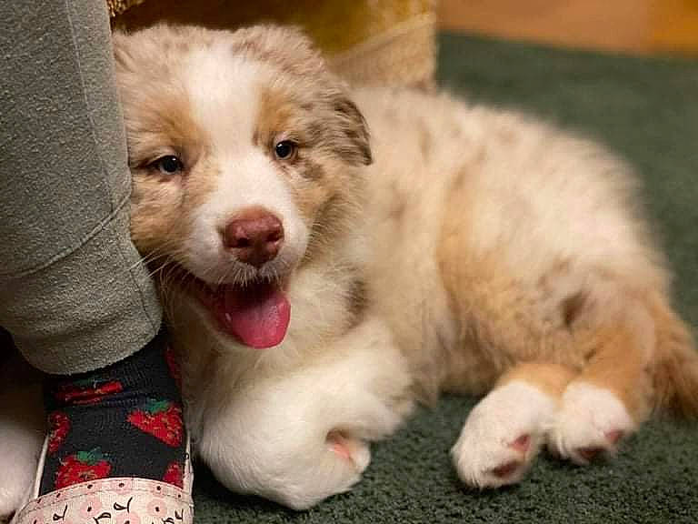 Lou participe au concours pour gagner de l'argent avec cette photo : canidae, carnivore, companion_dog, dog, dog_breed, fang, fawn, fur, paw, puppy, snout, sporting_group, street_dog, terrestrial_animal, whiskers, working_animal, working_dog