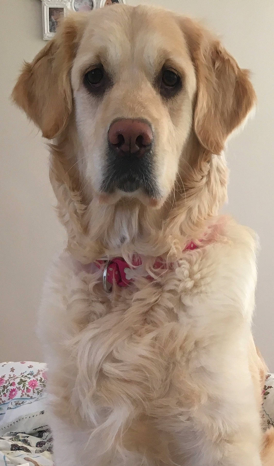 Rosie joined the competition — help win amazing prizes! dog, dog_breed, dog_crossbreeds, dog_like_mammal, golden_retriever, labrador_retriever, mammal, puppy, retriever, vertebrate