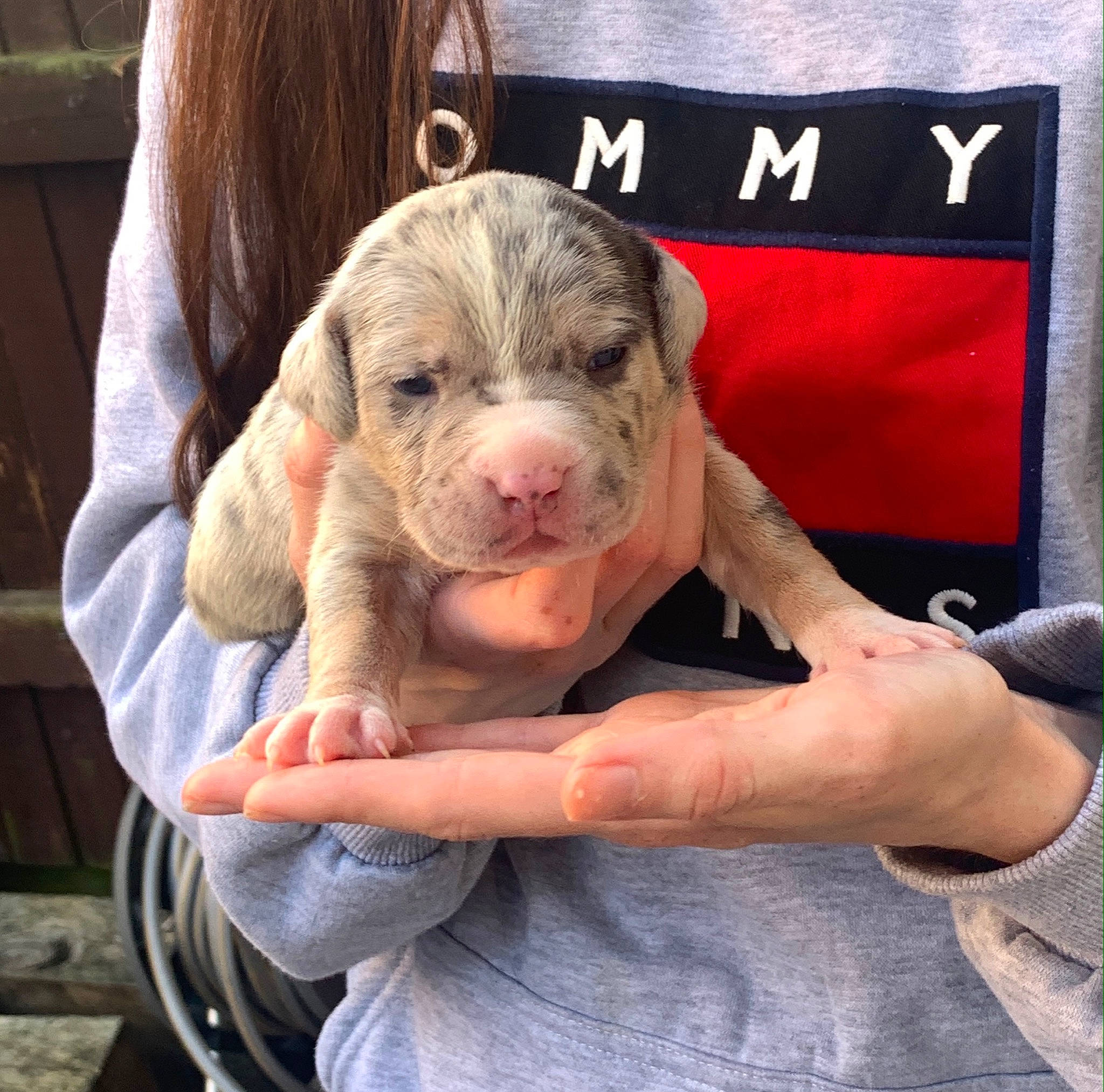 Bronx is registered to the contest to win money with this photo: american_pit_bull_terrier, canidae, carnivore, dog, dog_breed, fawn, great_dane, mammal, non_sporting_group, pit_bull, puppy, sporting_group, vertebrate