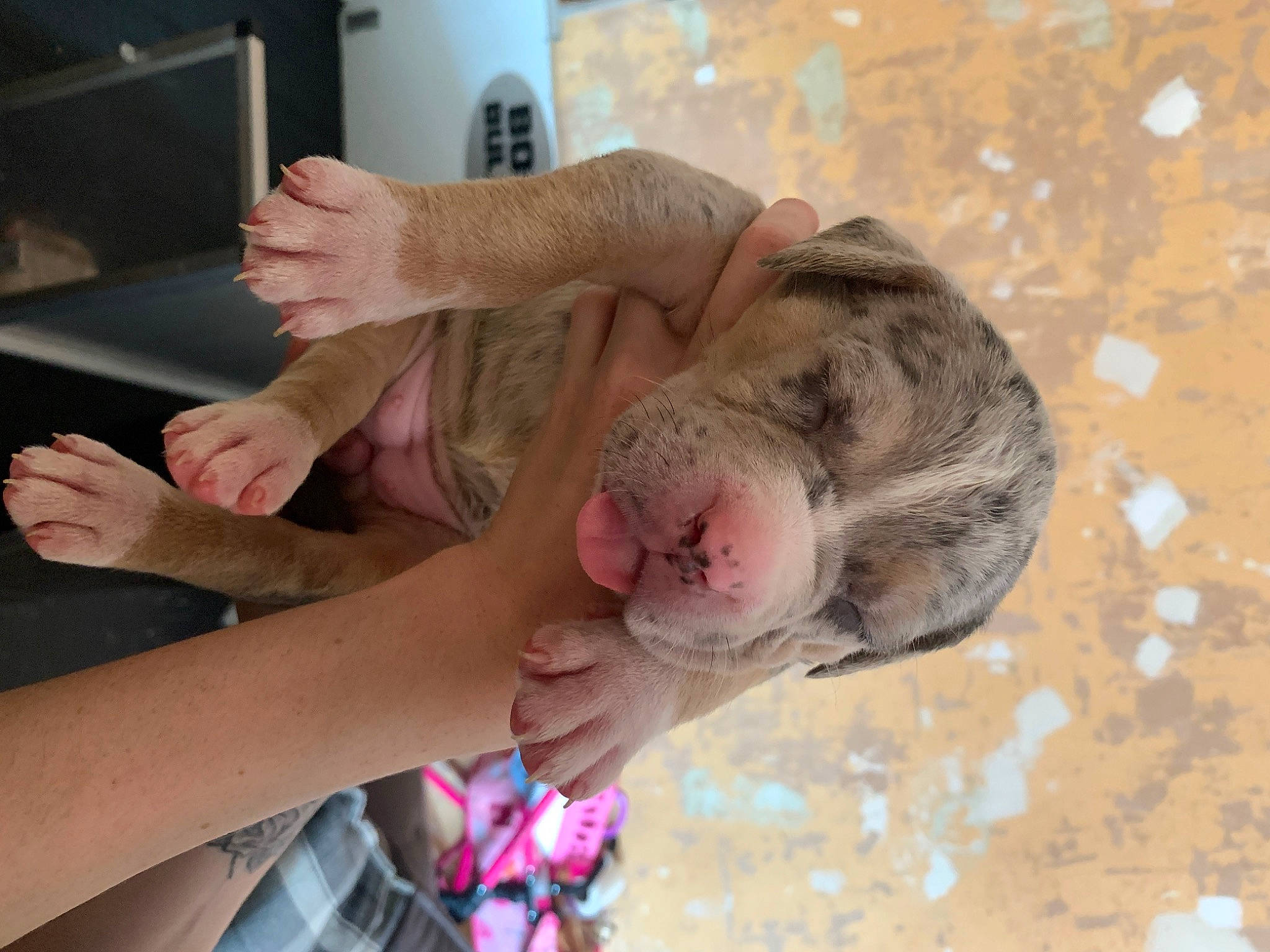 Bronx is registered to the contest to win money with this photo: american_bulldog, canidae, carnivore, dog, dog_breed, ear, fawn, non_sporting_group, pit_bull, puppy, shar_pei, sporting_group, weimaraner