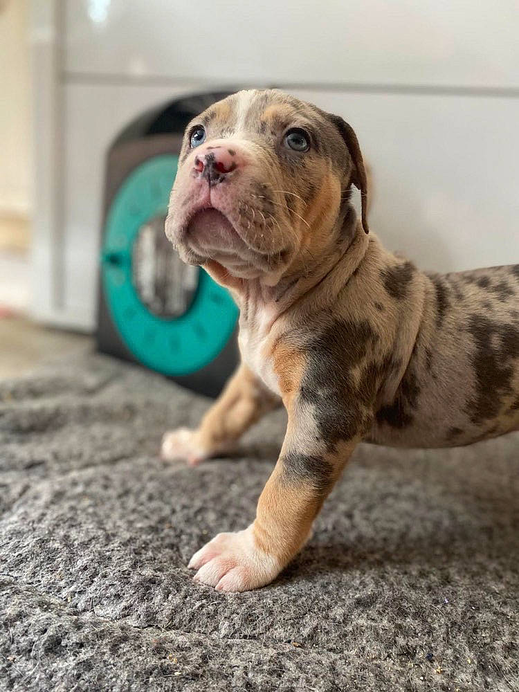 Bronx joined the competition — help win amazing prizes! american_bulldog, australian_bulldog, bulldog, canidae, carnivore, companion_dog, dog, dog_breed, fawn, mammal, molosser, non_sporting_group, old_english_bulldog, olde_english_bulldogge, puppy, rare_breed_dog, vertebrate