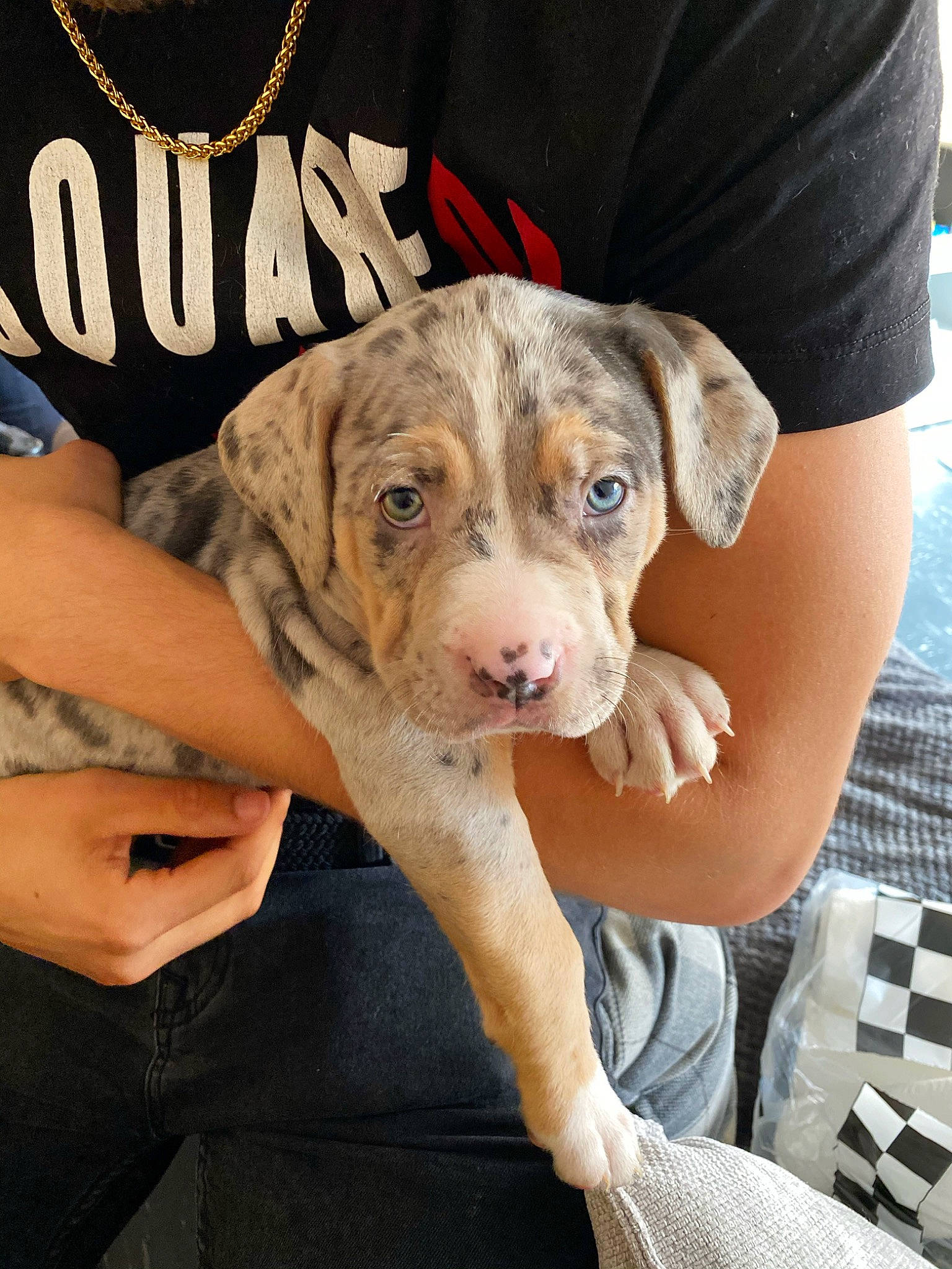 Bronx is registered to the contest to win money with this photo: american_bulldog, american_pit_bull_terrier, canidae, carnivore, catahoula_bulldog, companion_dog, dog, dog_breed, fawn, great_dane, louisiana_catahoula_leopard_dog, mammal, non_sporting_group, pit_bull, puppy, puppy_love, rare_breed_dog, sporting_group, vertebrate