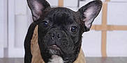 Muney is registered to the contest to win money with this photo: dog, french_bulldog, puppy, black_dog, pet, animal, indoors, floor, sweater, clothing, cute, portrait, looking, ears, nose, whiskers, fur, young, domestic_animal, companion