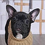 dog, french_bulldog, puppy, black_dog, pet, animal, indoors, floor, sweater, clothing, cute, portrait, looking, ears, nose, whiskers, fur, young, domestic_animal, companion