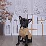 Muney joined the competition — help win amazing prizes! dog, black_dog, sweater, pet, indoor, floor, christmas_tree, lantern, gift, wrapped_gift, holiday, winter, festive, decorations, cute, sitting, portrait, animal, canine, cozy