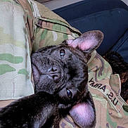 Muney joined the competition — help win amazing prizes! dog, puppy, french_bulldog, black_dog, camouflage, military_uniform, person, arm, indoor, resting, cute, pet, animal, ears, face, closeup, relaxed, snuggle, lying_down, cozy