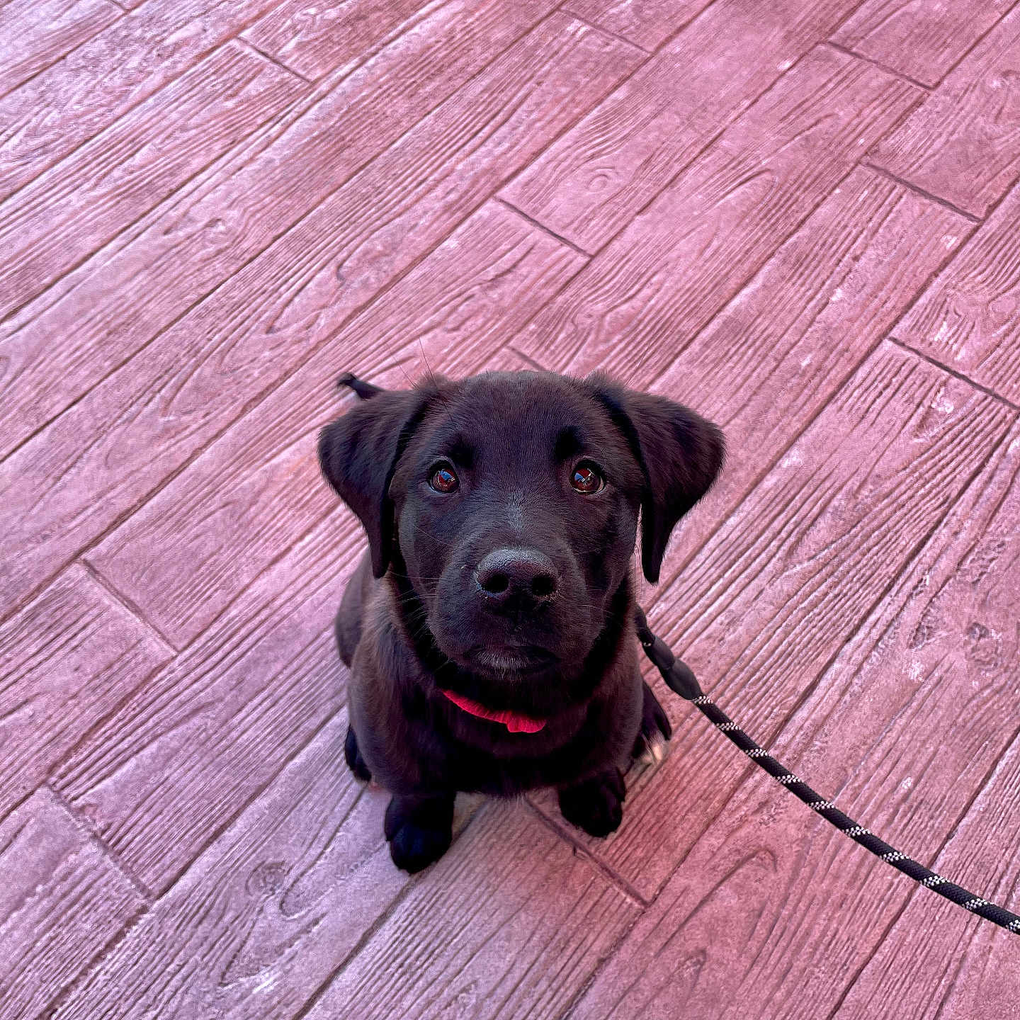 Patate a rejoint le concours — aidez-le/la à gagner de superbes lots ! animal, black_dog, canine, collar, cute, dog, domestic_animal, eyes, floor, fur, indoor, leash, looking_up, pet, puppy, sitting, texture, waiting, wooden_floor, young_dog