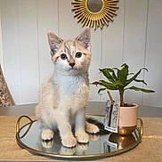 Chalk is registered to the contest to win money with this photo: cat, curious, cute, decor, ears, fur, furniture, houseplant, indoor, kitten, mirror, pet, potted_plant, reflection, small, sunburst_mirror, table, whiskers, white_wall, young_animal