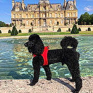 Marquis participe au concours pour gagner de l'argent avec cette photo : dog, poodle, black_dog, red_harness, fountain, water, stone_ledge, historic_building, chateau, sky, clouds, greenery, trees, outdoor, sunny, daytime, pet, animal, standing, portrait