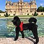 dog, poodle, black_dog, red_harness, fountain, water, stone_ledge, historic_building, chateau, sky, clouds, greenery, trees, outdoor, sunny, daytime, pet, animal, standing, portrait