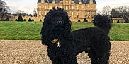 Marquis a rejoint le concours — aidez-le/la à gagner de superbes lots ! animal, architecture, building, canine, castle, dog, fortress, grass, gravel, house, housing, kronborgcastle, landmark, manor, pet, plant, poodle, puppy, road, terrier