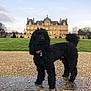 animal, architecture, building, canine, castle, dog, fortress, grass, gravel, house, housing, kronborgcastle, landmark, manor, pet, plant, poodle, puppy, road, terrier