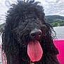 Marquis participe au concours pour gagner de l'argent avec cette photo : dog, poodle, black_dog, tongue_out, close_up, boat, lake, water, outdoor, nature, cloudy_sky, forest, hills, pet, animal, summer, pink_boat, happy, tongue, fur