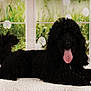 Marquis a rejoint le concours — aidez-le/la à gagner de superbes lots ! animal, bodypart, canine, cockerspaniel, dog, dogbed, flower, mouth, person, pet, plant, poodle, puppy, silhouette, terrier, tongue, whitedog