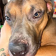 Matua is registered to the contest to win money with this photo: dog, close_up, brown_dog, face, nose, eyes, pet, animal, indoor, tattoo, arm, resting, cozy, cute, portrait, muzzle, whiskers, skin, fur, domestic_animal