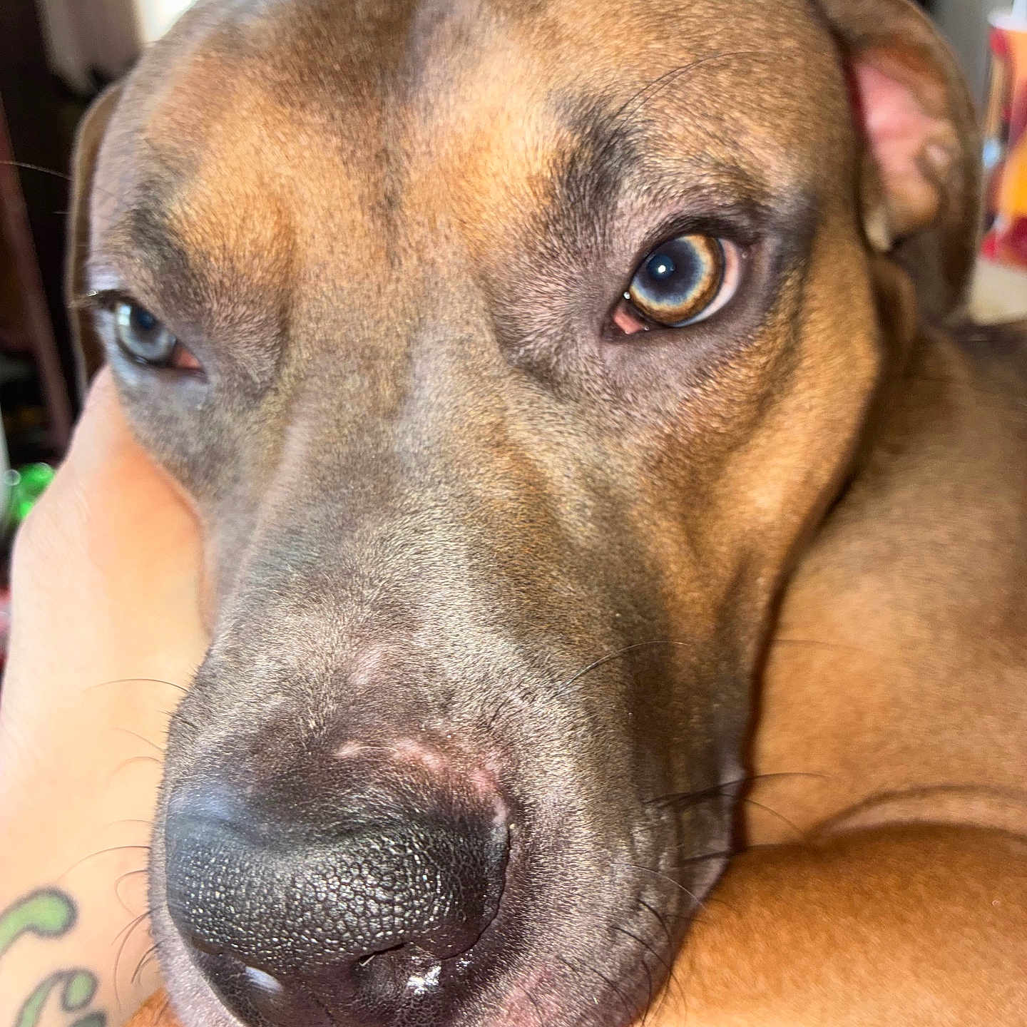 Matua