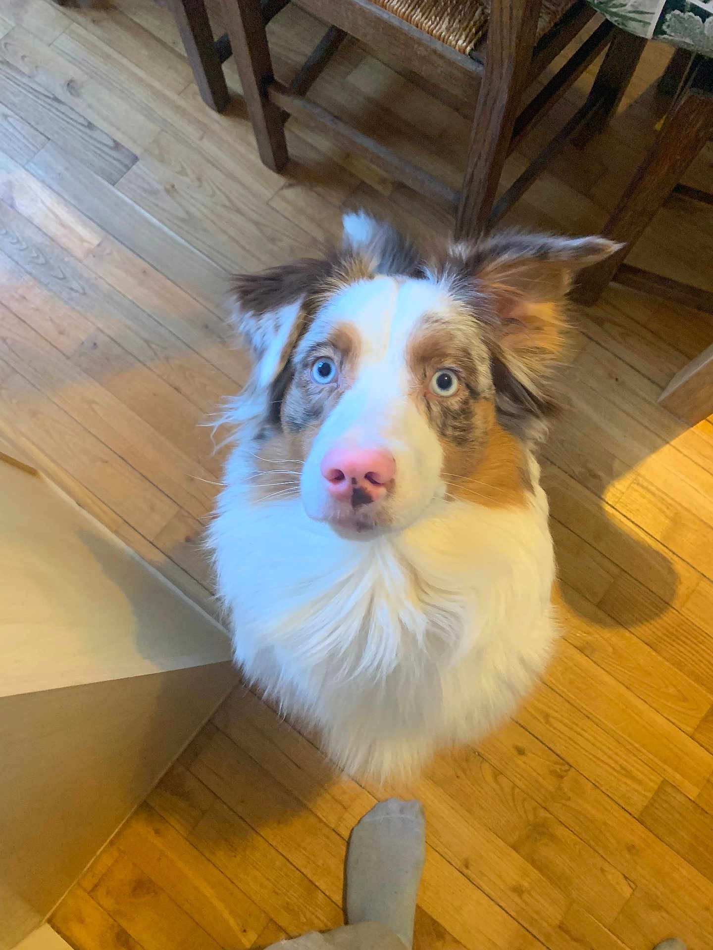Tina a rejoint le concours — aidez-le/la à gagner de superbes lots ! dog, blue_eyes, fluffy, indoor, wooden_floor, chair, pet, looking_up, ears, pink_nose, furniture, light, shadow, flooring, domestic_animal, curious, close_up, foot, sock, household