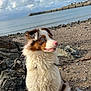 Tina a rejoint le concours — aidez-le/la à gagner de superbes lots ! dog, beach, rocks, sea, water, sky, clouds, pier, wet_fur, animal, outdoor, nature, blue_eyes, curious, sitting, brown_and_white, fluffy, canine, shoreline, daylight