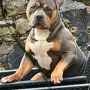 Ulysse a rejoint le concours — aidez-le/la à gagner de superbes lots ! animal, architecture, boxer, building, bulldog, canine, dog, frenchbulldog, hound, house, housing, pet, pitbull, puppy, rock, slate, snout, staircase, stonewall, wall