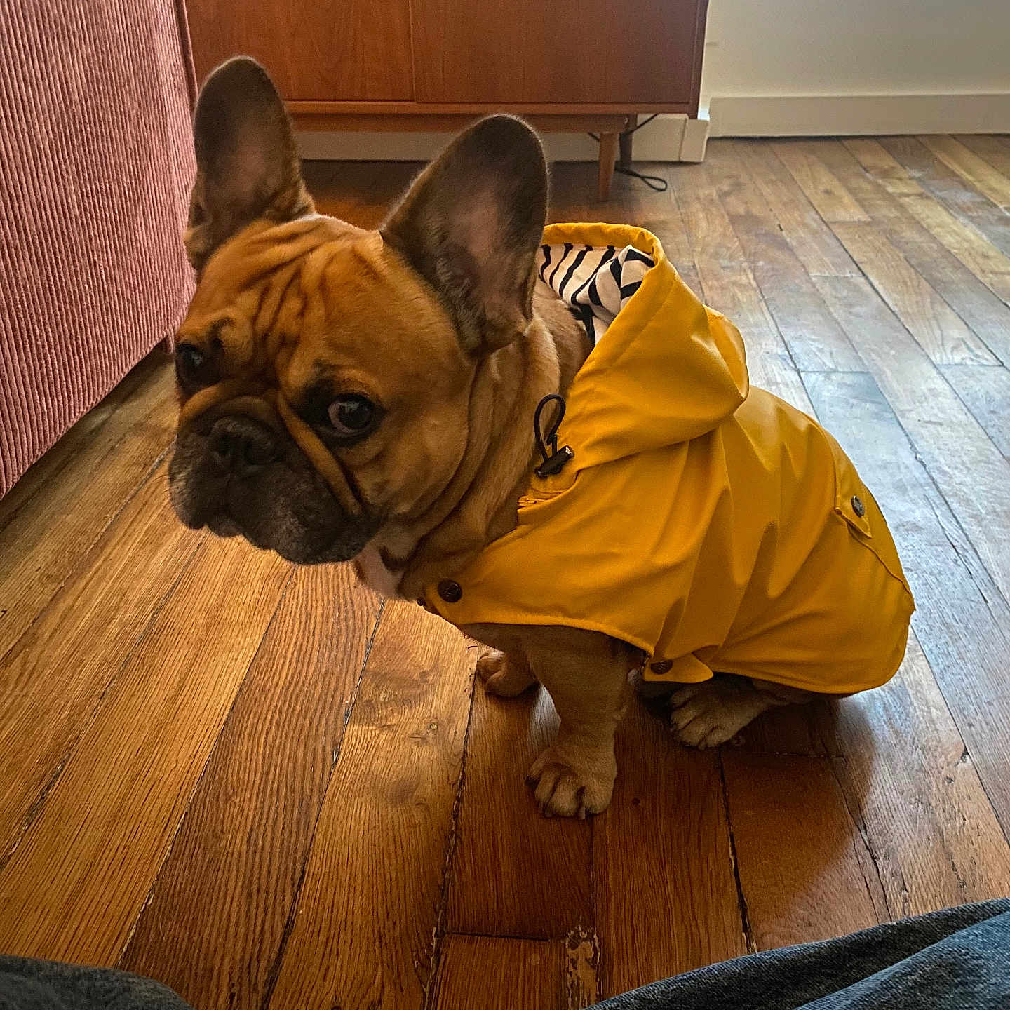 Souk a rejoint le concours — aidez-le/la à gagner de superbes lots ! brown_dog, canine, casual, coat, curious, dog, domestic, ears, flooring, french_bulldog, furniture, house, indoor, looking_back, pet, rainwear, sitting, window, wooden_floor, yellow_raincoat