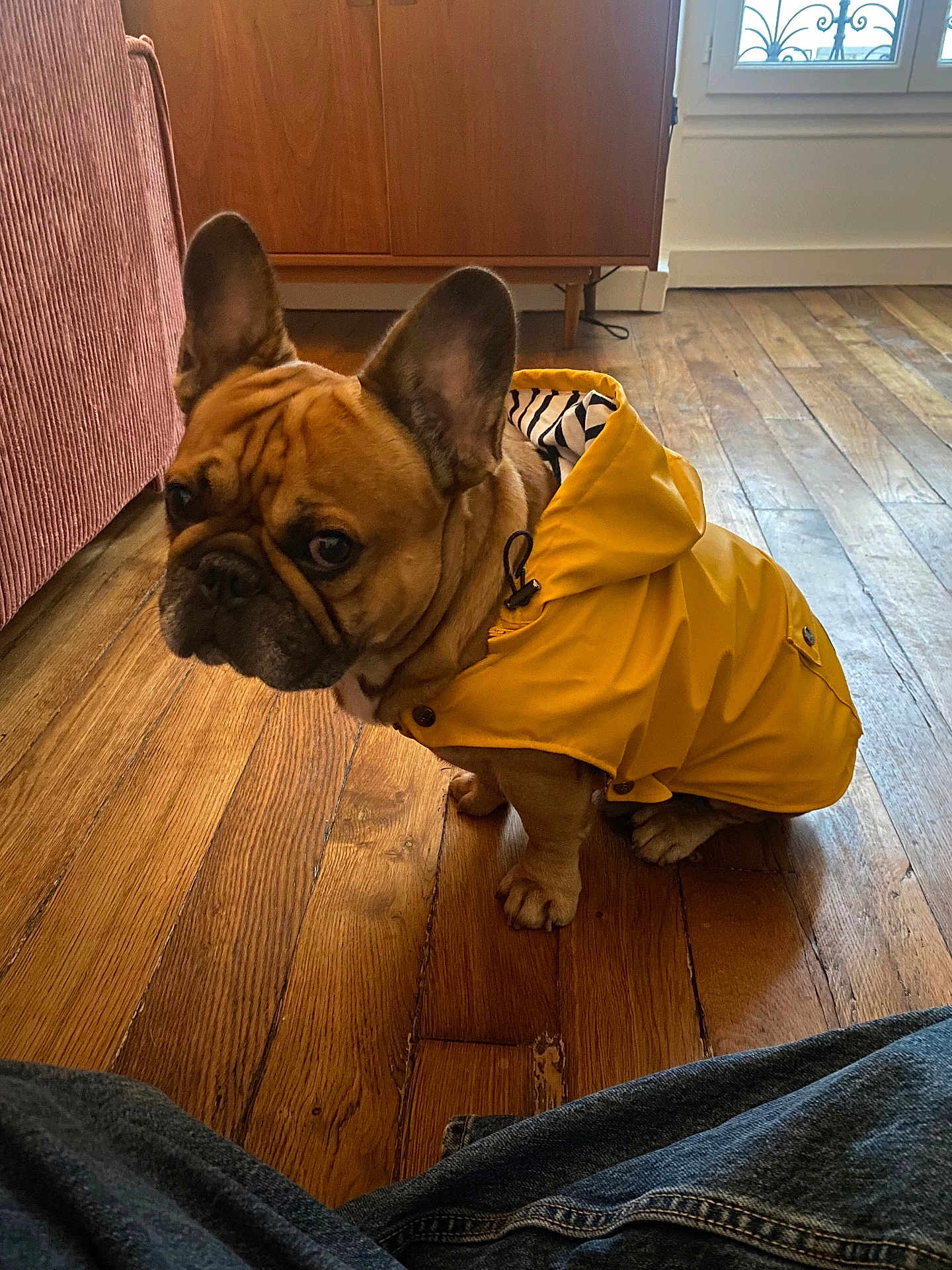 Souk a rejoint le concours — aidez-le/la à gagner de superbes lots ! dog, french_bulldog, yellow_raincoat, wooden_floor, indoor, window, furniture, coat, pet, curious, brown_dog, flooring, canine, ears, sitting, looking_back, domestic, house, rainwear, casual