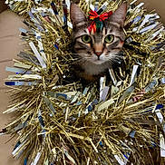 Baby Girl joined the competition — help win amazing prizes! cat, tabby_cat, tinsel, gold_tinsel, red_bow, festive, holiday, decorations, pet, animal, indoor, couch, beige_couch, whiskers, face, ears, close_up, curious, cozy, celebration