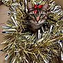 cat, tabby_cat, tinsel, gold_tinsel, red_bow, festive, holiday, decorations, pet, animal, indoor, couch, beige_couch, whiskers, face, ears, close_up, curious, cozy, celebration