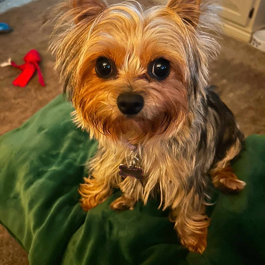 Charli joined the competition — help win amazing prizes! animal, canine, computer, computerhardware, couch, dog, electronics, face, hardware, head, laptop, mobilephone, monitor, pc, person, pet, phone, puppy, screen, terrier