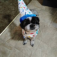 Ripley joined the competition — help win amazing prizes! adorable, animal, bandana, black_and_white, celebration, companion, costume, cute, dog, domestic_animal, flooring, fur, indoor, looking_up, party_hat, pet, playful, portrait, small_dog, tile_floor