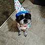 adorable, animal, bandana, black_and_white, celebration, companion, costume, cute, dog, domestic_animal, flooring, fur, indoor, looking_up, party_hat, pet, playful, portrait, small_dog, tile_floor