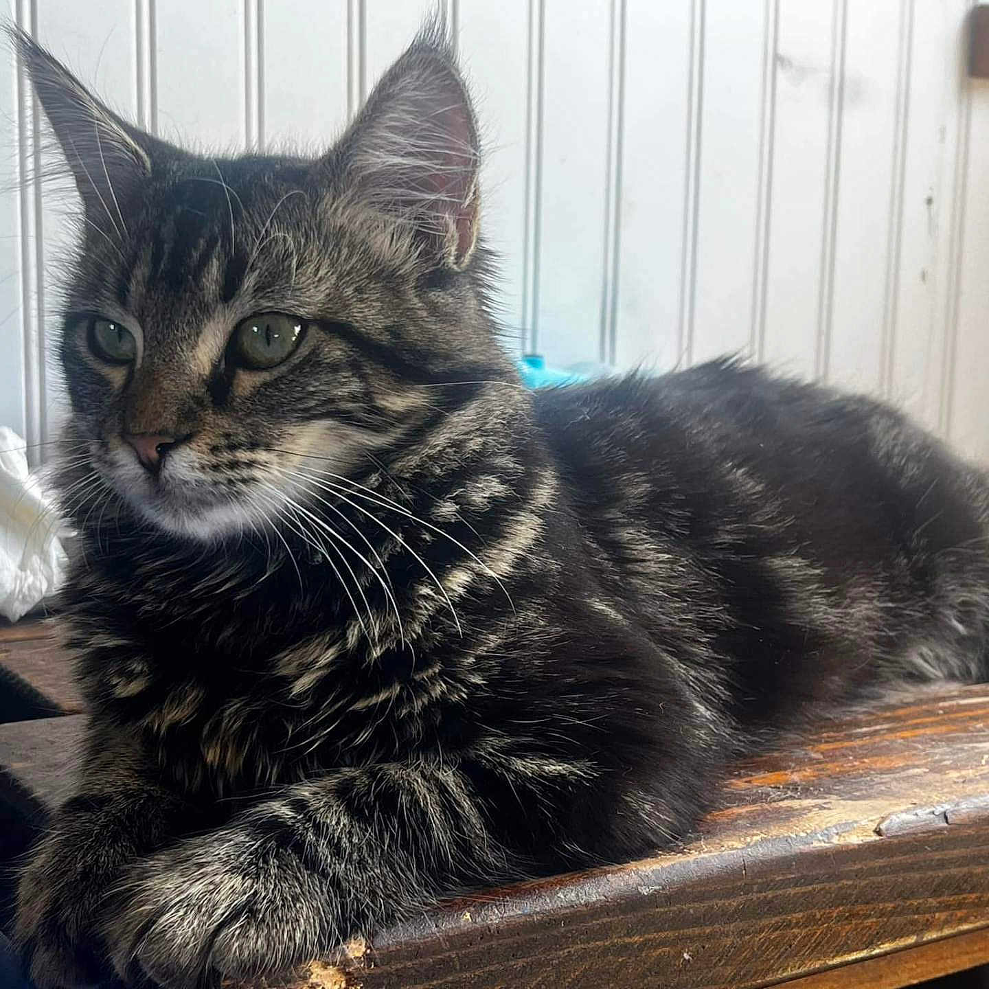 Sasha Rain joined the competition — help win amazing prizes! animal, calm, cat, closeup, cute, domestic, ears, eyes, feline, fur, house, indoor, paneled_wall, pet, relaxed, resting, tabby, tissue, whiskers, wooden_surface