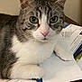 animal, cat, closeup, clutter, desk, domestic_cat, ears, envelope, eyes, feline, fur, gray_and_white, indoor, looking, paper, paw, pet, tabby, table, whiskers