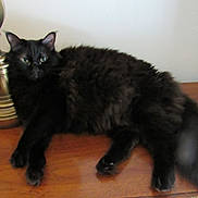 Nichols joined the competition — help win amazing prizes! animal, black_cat, calm, cat, curious, domestic_animal, ears, feline, fluffy, fur, green_eyes, household, indoor, lamp, lying_down, pet, relaxed, tail, whiskers, wooden_surface