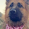 dog, german_shepherd, muddy, bandana, pink, outdoor, portrait, animal, fur, ears, face, canine, nature, closeup, pet, screenshot, mobile_ui, text_overlay, background, noble