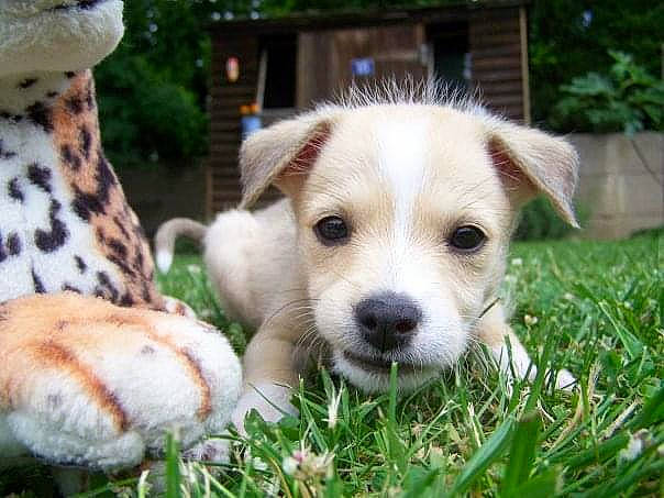 Early participe au concours pour gagner de l'argent avec cette photo : ancient_dog_breeds, canidae, carnivore, companion_dog, dog, dog_breed, fawn, fur, grass, plant, puppy, snout, sporting_group, street_dog, tail, terrestrial_animal, tree, whiskers, wildlife, working_dog