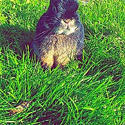 Jannot a rejoint le concours — aidez-le/la à gagner de superbes lots ! cat, cat_like_mammal, fauna, garden, grass, grass_family, green, herb, lawn, plant, shrub, small_to_medium_sized_cats, tree, whiskers, wildlife