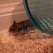 Onéa participe au concours pour gagner de l'argent avec cette photo : chinchilla, degu, dormouse, fauna, gerbil, hamster, mammal, mouse, muridae, muroidea, rat, rodent, snout, whiskers