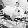 Opale a rejoint le concours — aidez-le/la à gagner de superbes lots ! black, black_and_white, domestic_rabbit, fauna, hare, monochrome, monochrome_photography, photography, rabbit, rabits_and_hares, rat, snout, whiskers, white