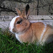 Opale participe au concours pour gagner de l'argent avec cette photo : domestic_rabbit, fauna, fur, grass, hare, mammal, rabbit, rabits_and_hares, snout, whiskers, wildlife