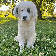Appy a rejoint le concours — aidez-le/la à gagner de superbes lots ! puppy, dog, white_dog, grass, flowers, outdoor, sunlight, tree, nature, pet, cute, animal, sitting, field, leafy_tree, summer, black_patch, young_dog, wooden_chair, sunny_day