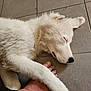 Appy participe au concours pour gagner de l'argent avec cette photo : dog, sleeping, white, fluffy, paw, foot, tile_floor, resting, pet, companion, animal, domestic, cute, closeup, relaxing, indoors, friendship, calm, cozy, peaceful