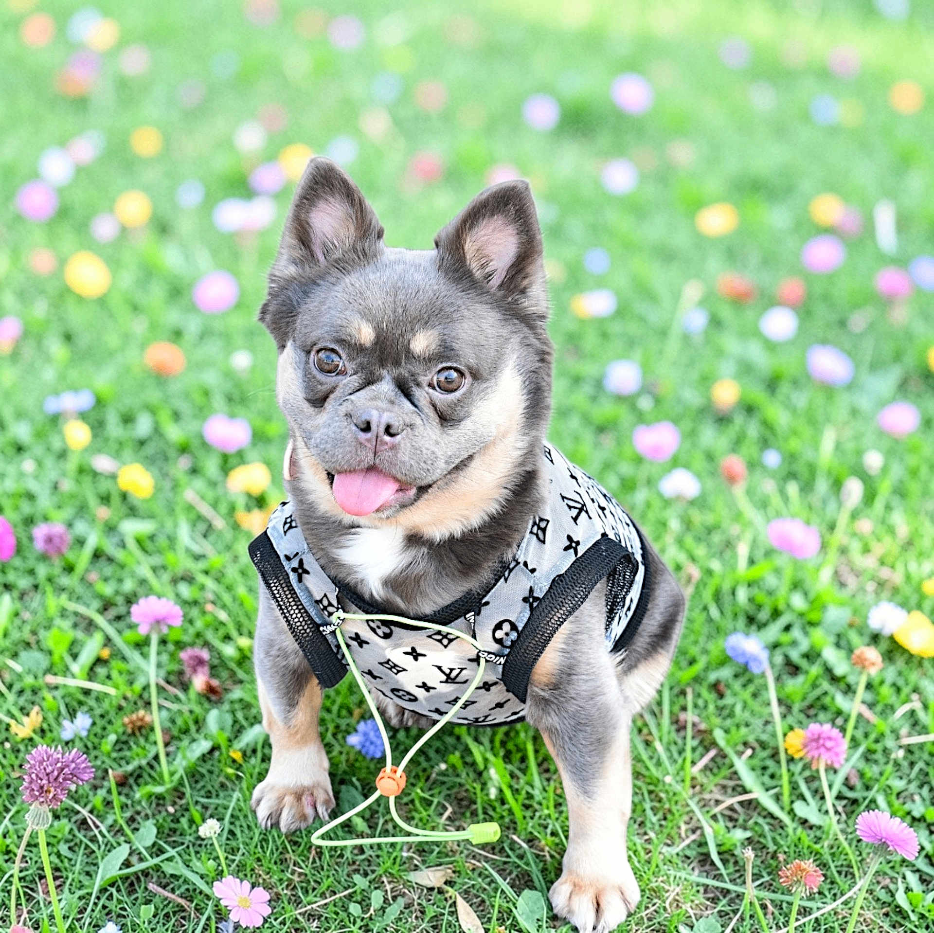 Khloe is registered to the contest to win money with this photo: dog, small_dog, tongue_out, harness, grass, flowers, outdoor, portrait, cute, ears_up, paws, fur, eyes, close_up, sitting, vibrant_colors, spring, playful, bokeh_background, pet_photography